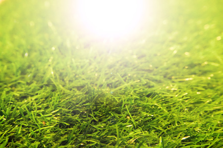 Grass closeup and a beautiful light effect background, shallow focus