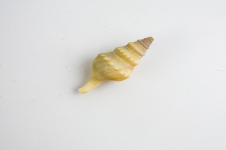 Beach seashell isolated on white background.