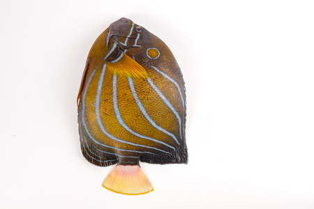 Fresh Blue Pomfret isolated on whiteの写真素材