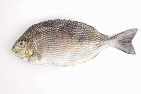 Fresh lamayo fish isolated on white.の写真素材