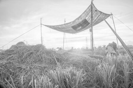 Nature view of paddy field with sunrise background. Nature composition and noise effects.の写真素材