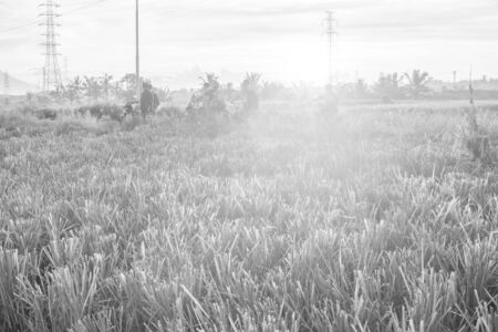 Nature view of paddy field with sunrise background. Nature composition and noise effects.の写真素材