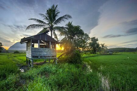 Amazing sunset at paddy field in a rural area of Malaysiaの写真素材
