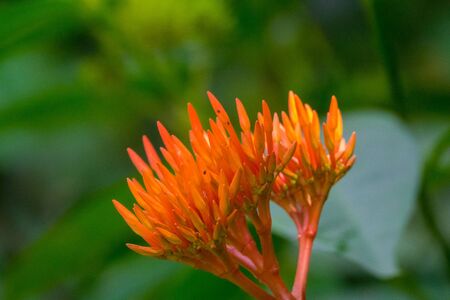 Colourful flower blossoms in a garden.の写真素材