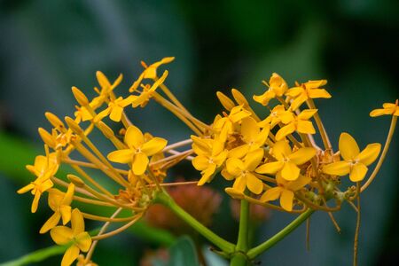 Colourful flower blossoms in a garden.