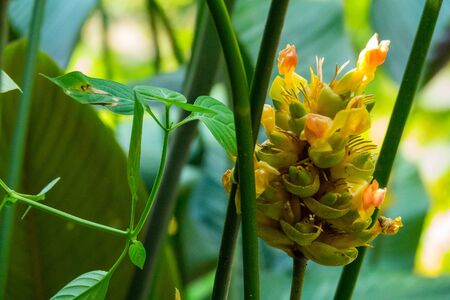 Colourful flower blossoms in a garden.の写真素材