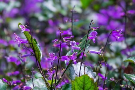 Colourful flower blossoms in a garden.