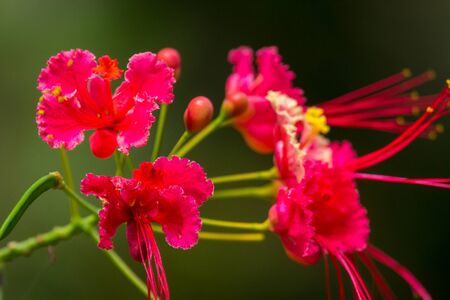 Colourful flower blossoms in a garden.の写真素材