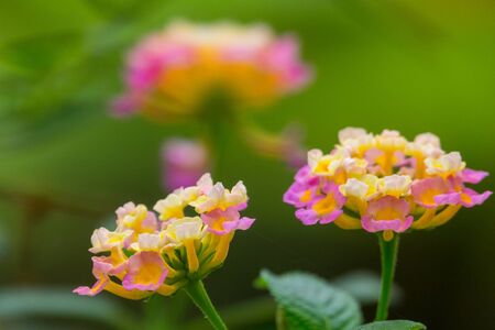 Colourful flower blossoms in a garden.の写真素材