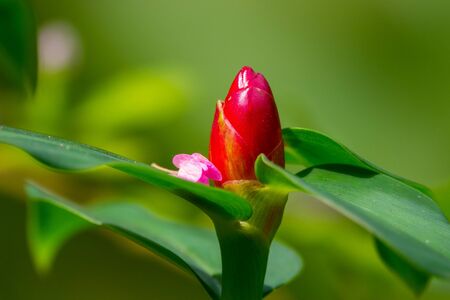 Colourful flower blossoms in a garden.