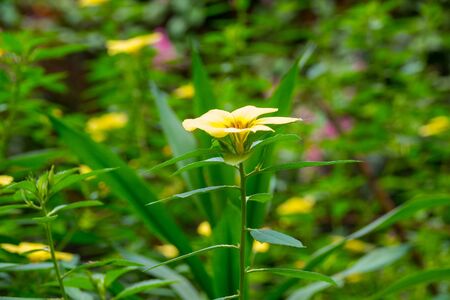 Colourful flower blossoms in a garden.の写真素材