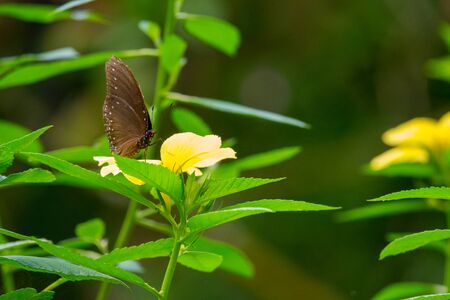 Colourful flower blossoms in a garden.の写真素材