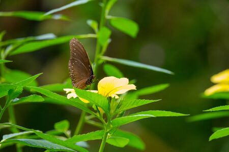 Colourful flower blossoms in a garden.の写真素材