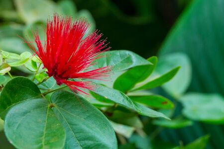 Colourful flower blossoms in a garden.の写真素材
