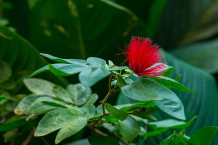 Colourful flower blossoms in a garden.の写真素材