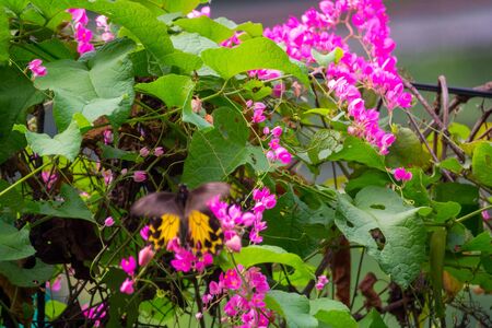 Colourful flower blossoms in a garden.の写真素材