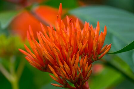 Colourful flower blossoms in a garden.の写真素材