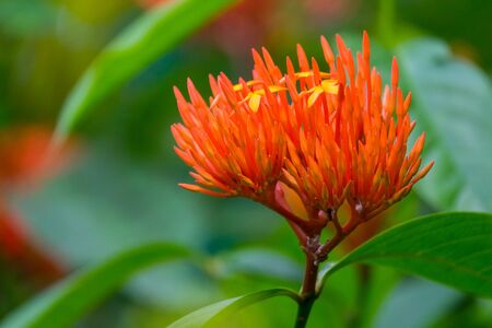 Colourful flower blossoms in a garden.の写真素材