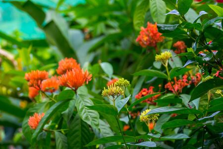 Colourful flower blossoms in a garden.の写真素材