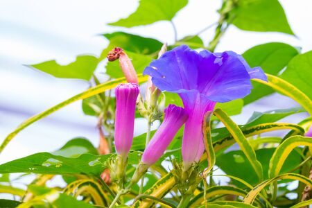Colourful flower blossoms in a garden.の写真素材