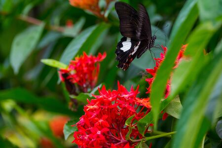 Colourful flower blossoms in a garden.の写真素材