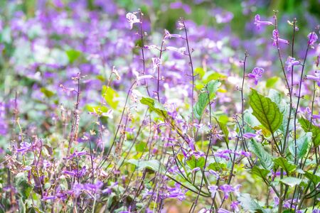 Colourful flower blossoms in a garden.の写真素材