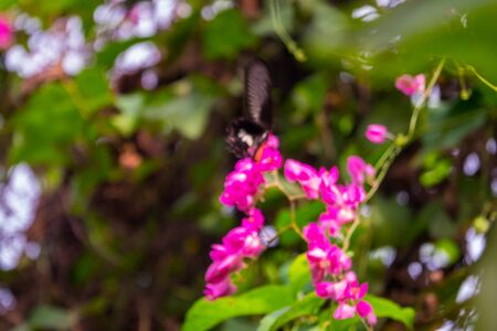 Colourful flower blossoms in a garden.の写真素材