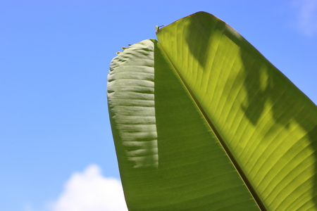 Babana leaf on blue sky background, shallow depth of field, light and shadowの写真素材