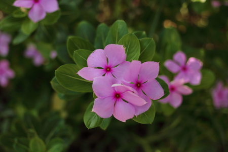 Close up view of purple Catharanthus roseus flowers. Pink Wildflower , Madagascar periwinkle,  Vinca flowerの写真素材