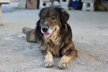 Portrait of cute dog is smiling and happy with lying on the floor.の写真素材