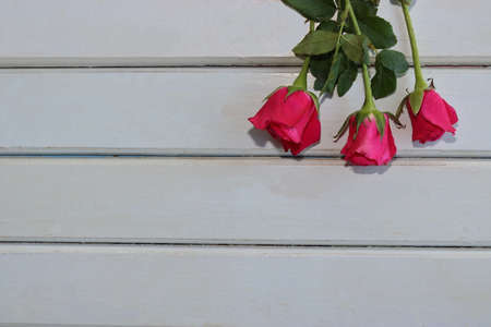 Top view of roses on white wooden board with copy space background  for valentines day concept.の写真素材