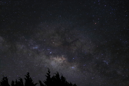 Silhouette bush on beautiful milky way on night sky background.の写真素材