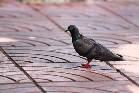 Rock pigeon ( science name is Columba livia ) on concrete flooring.の写真素材