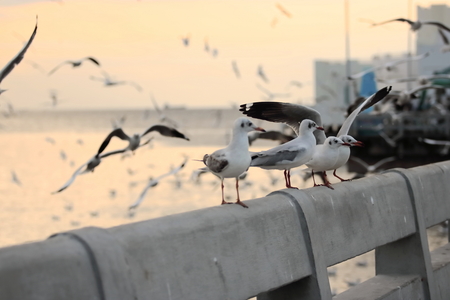 Flock of seagulls standing on stone fence. Selective focus and shallow depth of field.の写真素材