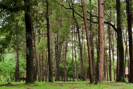 Tropical green forest landscapeの写真素材