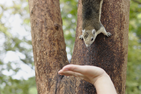 Cute squirrel climbing on the tree looking nut on human handsの写真素材