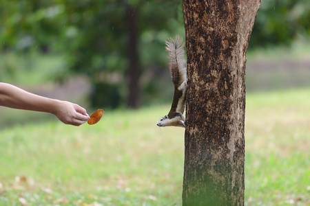 Cute squirrel climbing on the tree looking at human handsの写真素材