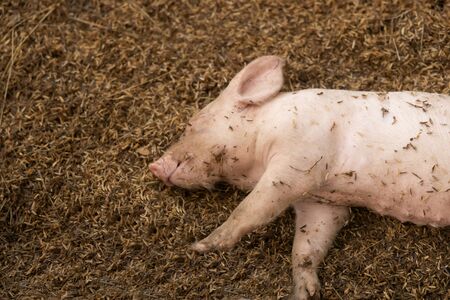 Newborn piglet lying on floor in organic rural farm agriculturalの写真素材