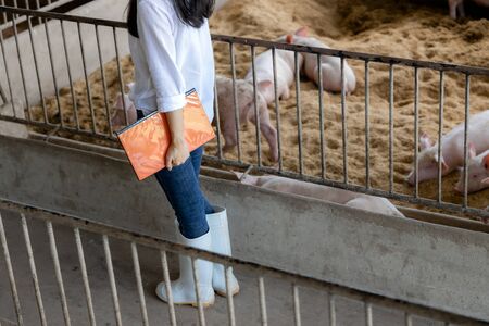 Smart farmer with notes walking and checking quality in organic farm pig. Agriculture and livestock industryの写真素材