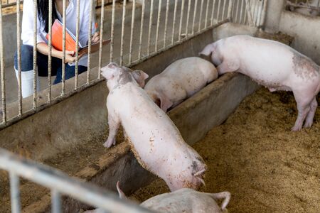 Smart farmer with notes for checking quality in hands in organic farm pig. Agriculture and livestock industryの写真素材