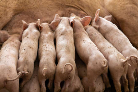 Soft focus of newborn piglets feeding from mother pig in organic farmの写真素材