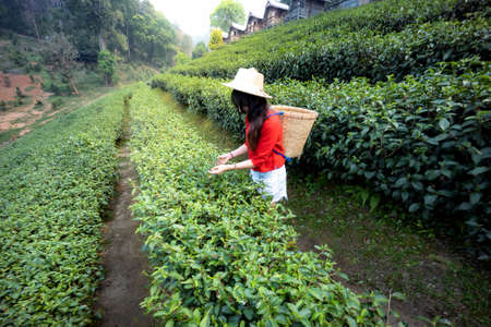 Young Asian woman harvesting green tea leaves on farmland of tea plantationの写真素材