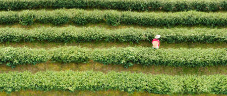 Aerial panoramic view of young Asian woman harvesting green tea leaves on farmland of tea plantationの写真素材