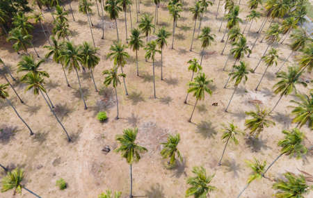 Aerial view of group of coconut palm tree plantation.の写真素材