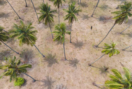 Aerial view of group of coconut palm tree plantation.の写真素材