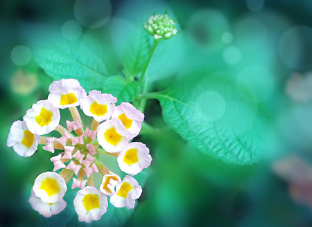 flowersの写真素材