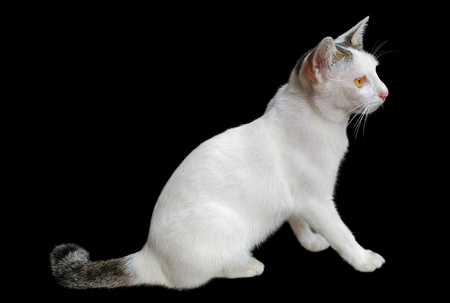 A beautiful white cat sitting on black backgroundの写真素材