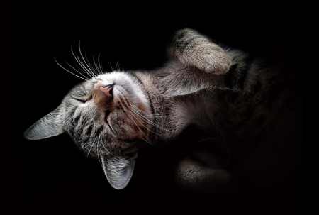 A cat lying Isolated on black backgroundの写真素材