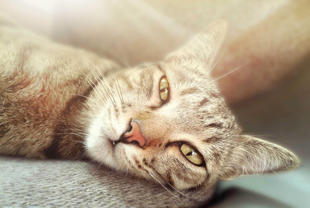 Cat is lying on gray carpetの写真素材