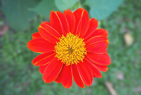 Closeup of single orange flowerの写真素材